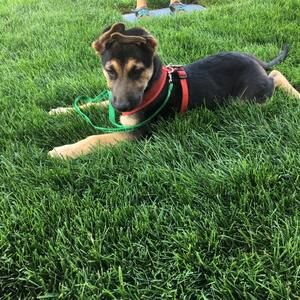 Meet your Posher, Kim